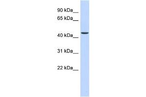 WB Suggested Anti-OGDH Antibody Titration: 0.