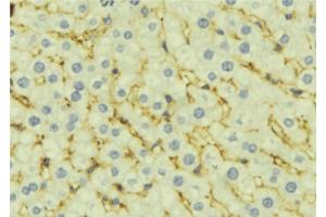 ABIN6277303 at 1/100 staining Mouse liver tissue by IHC-P. (ALDH4A1 anticorps  (C-Term))