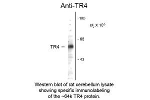 Western blot of Anti-Testicular Receptor 4 (TR4) (Rabbit) Antibody - 100-401-E46 Western Blot of Rabbit Anti-Testicular Receptor 4 (TR4) Antibody.