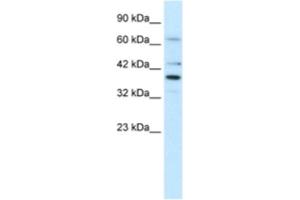Western Blotting (WB) image for anti-POU Domain, Class 4, Transcription Factor 3 (POU4F3) antibody (ABIN2460646) (POU4F3 anticorps)