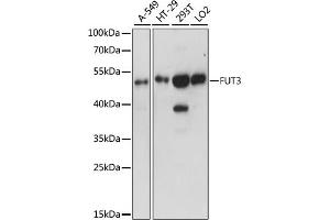 Western blot analysis of extracts of various cell lines, using FUT3 antibody (ABIN6291872) at 1:1000 dilution. (FUT3 anticorps)