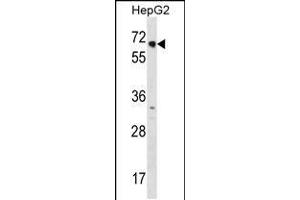 Western blot analysis in HepG2 cell line lysates (35ug/lane).