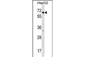 Western blot analysis in HepG2 cell line lysates (35ug/lane). (NR2C1 anticorps  (C-Term))