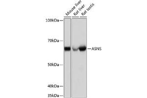 Western blot analysis of extracts of various cell lines, using ASNS Rabbit mAb (ABIN7265692) at 1:1000 dilution. (Asparagine Synthetase anticorps)