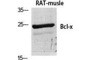 Western Blot (WB) analysis of specific cells using Bcl-x Polyclonal Antibody.