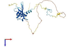 AlphaFold protein structure predicition of Mouse Recombinant Zcchc17 Protein, UniprotID Q9ESX4