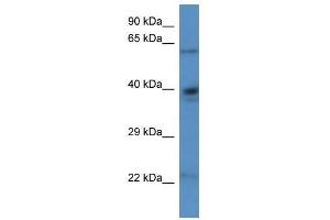 Western Blot showing Aldh4a1 antibody used at a concentration of 1. (ALDH4A1 anticorps  (N-Term))