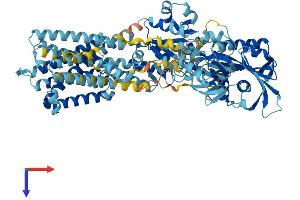 AlphaFold protein structure predicition of Mouse Recombinant Atp2c1 Protein, UniprotID Q80XR2