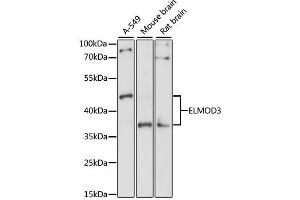 Western blot analysis of extracts of various cell lines, using ELMOD3 antibody. (ELMOD3 anticorps)