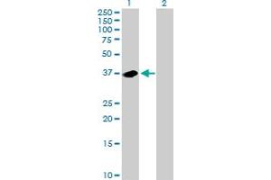 Western Blot analysis of NMI expression in transfected 293T cell line by NMI MaxPab polyclonal antibody.