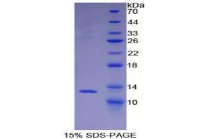 SDS-PAGE analysis of Mouse BRAK Protein. (CXCL14 Protéine)