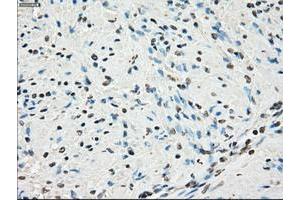 Image no. 12 for anti-P450 (Cytochrome) Oxidoreductase (POR) antibody (ABIN1497743) (POR anticorps)