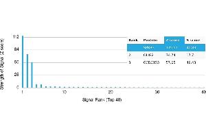 anti-Oligodendrocyte Lineage Transcription Factor 2 (OLIG2) antibody