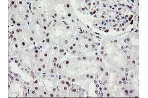Image no. 6 for anti-Replication Factor C (Activator 1) 2, 40kDa (RFC2) (AA 1-234) antibody (ABIN1490616)
