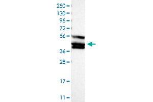 Western Blot (Cell lysate) analysis of human cell line RT-4 with TANK polyclonal antibody . (TANK anticorps)
