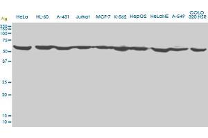 EPOR monoclonal antibody (M01), clone 3D10. (EPOR anticorps  (AA 31-130))