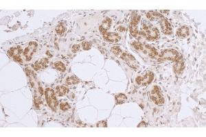 Immunohistochemistry (IHC) image for anti-LAP2 beta gamma/tmpo (AA 404-454) antibody (ABIN7453457) (LAP2 beta gamma/tmpo (AA 404-454) anticorps)