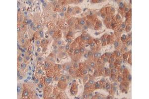 IHC-P analysis of Kidney tissue, with DAB staining. (TRAPPC2 anticorps  (AA 1-140))