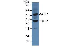 Western blot analysis of Mouse Heart Tissue. (SIRT3 anticorps  (AA 5-257))