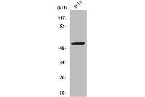 Western Blot analysis of K562 cells using MLKL Polyclonal Antibody (MLKL anticorps  (N-Term))