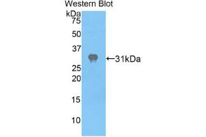 Western blot analysis of the recombinant protein. (APAF1 anticorps  (AA 872-1135))