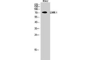Western Blot (WB) analysis of K562 cells using LIMK-1 Polyclonal Antibody. (LIM Domain Kinase 1 anticorps  (Internal Region))