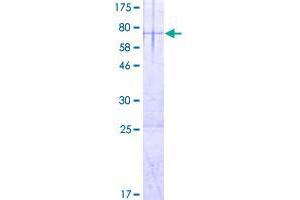 Image no. 1 for RIB43A Domain with Coiled-Coils 1 (RIBC1) (AA 1-379) protein (GST tag) (ABIN1318061)