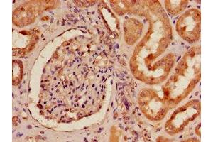 Immunohistochemistry of paraffin-embedded human kidney tissue using ABIN7151839 at dilution of 1:100