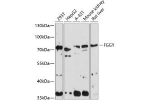 Western blot analysis of extracts of various cell lines, using FGGY antibody (ABIN7267174) at 1:1000 dilution. (FGGY anticorps  (AA 1-250))