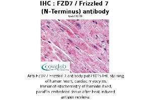 Image no. 1 for anti-Frizzled Family Receptor 7 (FZD7) (Extracellular Domain), (N-Term) antibody (ABIN1734508) (FZD7 anticorps  (Extracellular Domain, N-Term))