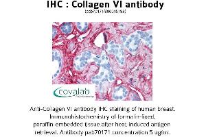 Image no. 2 for anti-Collagen, Type VI (COL6) antibody (ABIN1733229) (COL6 anticorps)