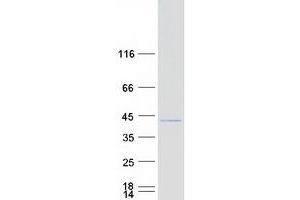 Validation with Western Blot