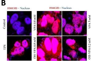 Intracellular location of HMGB1 in HeLa cells at the basal state and in response to treatment with LPS, VPA and OH-VPA(A) HMGB1 protein (red) increased in cells that received any of the treatments. (HMGB1 anticorps)