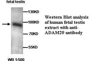 Image no. 1 for anti-ADAM Metallopeptidase Domain 29 (ADAM29) antibody (ABIN1574463) (ADAM29 anticorps)