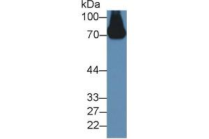 Western Blot; Sample: Mouse Serum; ;Primary Ab: 2µg/ml Rabbit Anti-Mouse a2PI Antibody;Second Ab: 0. (a2PI (AA 348-491) anticorps)