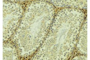 ABIN6268946 at 1/100 staining Mouse testis tissue by IHC-P.