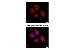 Immunofluorescence analysis of paraformaldehyde-fixed HeLaS3, using Flotillin-2 antibody at 1:100 dilution. (Flotillin 2 anticorps)