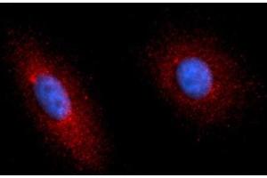 Immunofluorescence (IF) image for anti-Complement Factor P (CFP) (AA 28-469) antibody (PE) (ABIN5565192)