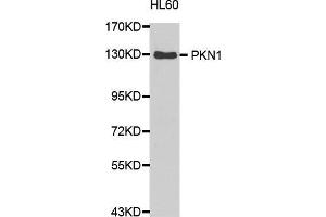 Western Blotting (WB) image for anti-Protein Kinase N1 (PKN1) (AA 1-300) antibody (ABIN1682293) (PKN1 anticorps  (AA 1-300))