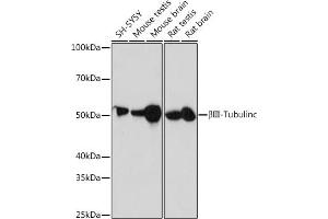 Western blot analysis of extracts of various cell lines, using βIII-Tubulin/β3-Tubulin antibody (ABIN7271049) at 1:1000 dilution. (TUBB3 anticorps)