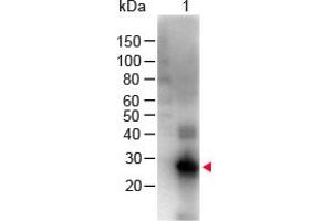 Image no. 1 for Goat anti-Human IgG (Fc Region) antibody (Biotin) (ABIN294999) (Chèvre anti-Humain IgG (Fc Region) Anticorps (Biotin))