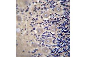 Formalin fixed and paraffin embedded human cerebellum tissue reacted with DRG1 / NEDD3 Antibody (C-term) followed by peroxidase conjugation of the secondary antibody and DAB staining. (DRG1 anticorps  (C-Term))