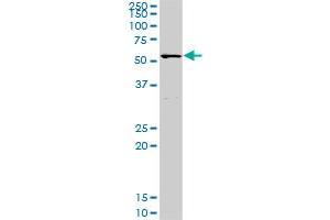 POLA2 MaxPab rabbit polyclonal antibody. (POLA2 anticorps  (AA 1-598))