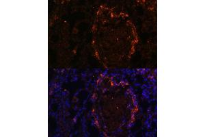 Immunofluorescence analysis of rat lung using BTN3 Polyclonal Antibody (0288) at dilution of 1:100 (40x lens). (BTN3A1 anticorps  (AA 40-250))