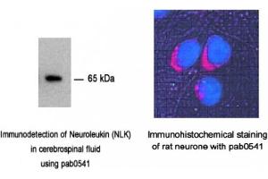 Image no. 2 for anti-Glucose-6-Phosphate Isomerase (GPI) antibody (ABIN347737) (GPI anticorps)