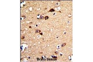 Formalin-fixed and paraffin-embedded human brain tissue with UNC5C Antibody (Center), which was peroxidase-conjugated to the secondary antibody, followed by DAB staining. (Unc5c anticorps  (AA 188-217))