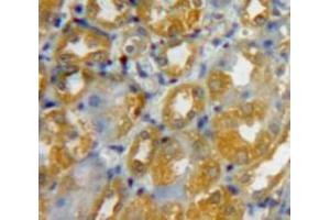 IHC-P analysis of Kidney tissue, with DAB staining. (DEFB103A anticorps  (AA 23-67))