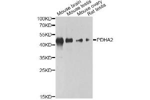 Western blot analysis of extracts of various cell lines, using PDHA2 antibody (ABIN6293728) at 1:1000 dilution. (PDHA2 anticorps)