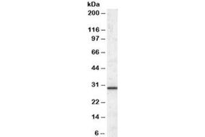 Western blot testing of human liver lysate with ERP29 antibody at 0. (ERP29 anticorps)
