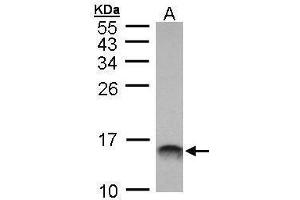 WB Image Sample (30 ug of whole cell lysate) A: Molt-4 , 15% SDS PAGE antibody diluted at 1:1000 (MIF anticorps)